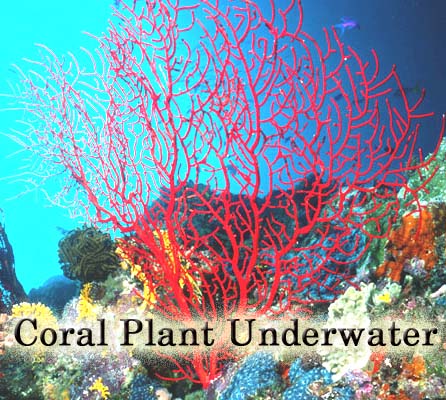 Red Coral Underwater Plant Red Coral gemstone